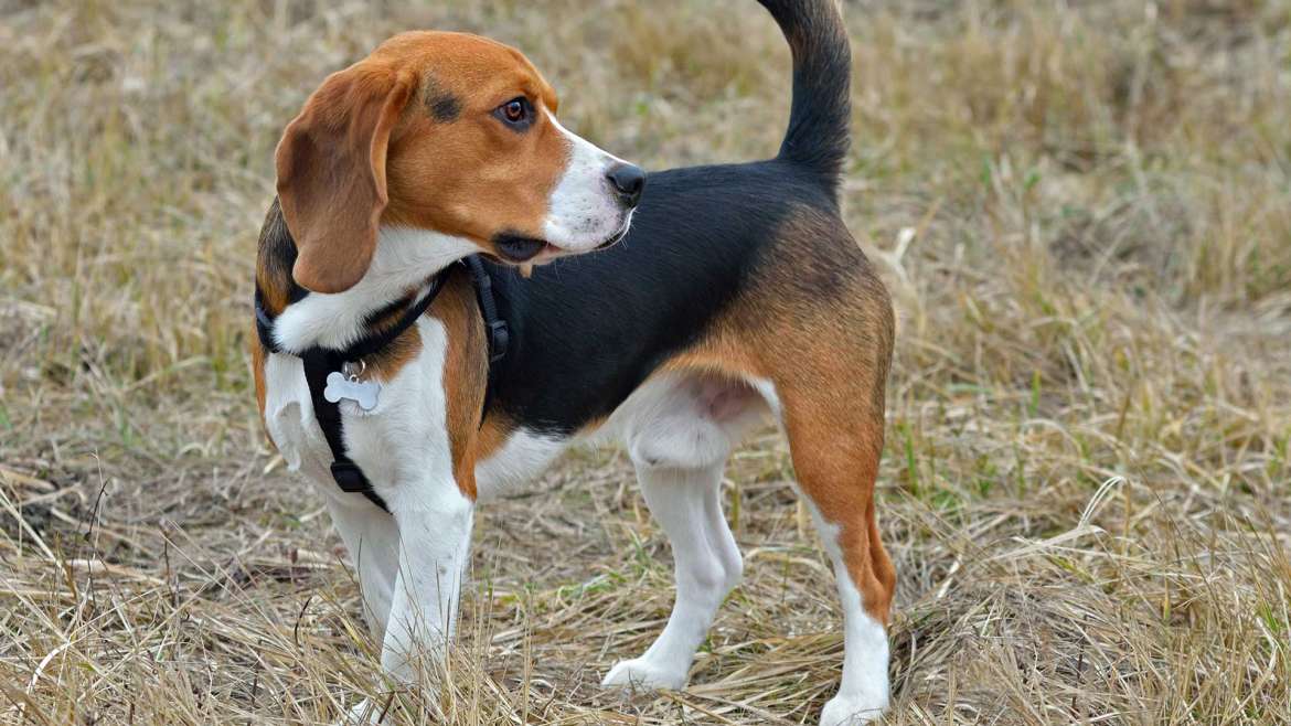 Meu cão está comendo cocô! E agora?