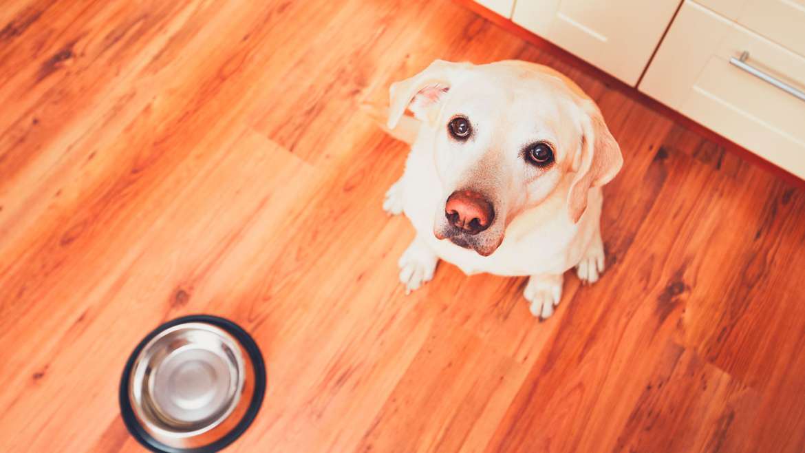 Por que optar por dieta caseira ao invés de ração?