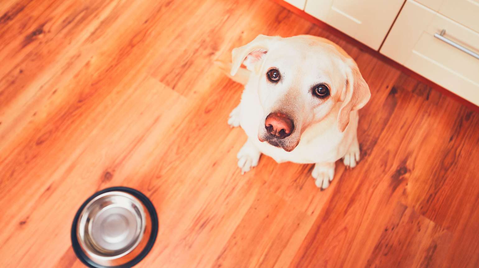 Por que optar por dieta caseira ao invés de ração?