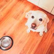 Por que optar por dieta caseira ao invés de ração?