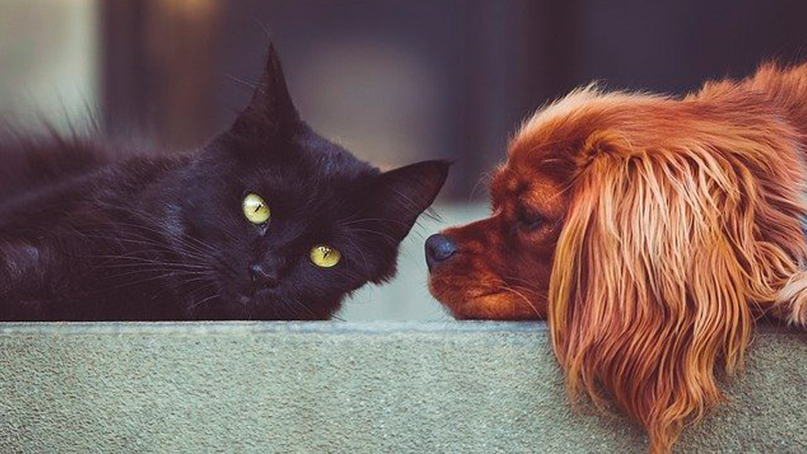 Carteirinha de vacinação do seu pet