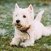 Escovando os dentes do pet