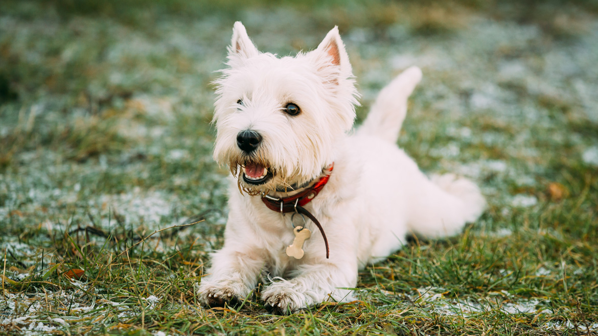 Escovando os dentes do pet