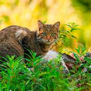 Fisiologia digestiva canina e felina básicas