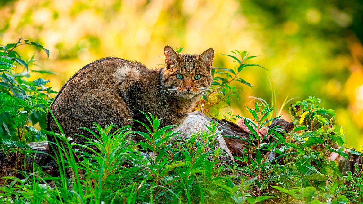 Fisiologia digestiva canina e felina básicas