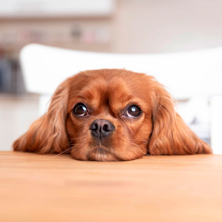 degustacao-dog-com-fome degustacao-dog-com-fome